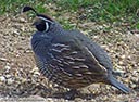 California Quail
