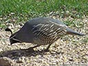 California Quail