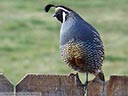 California Quail