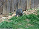 California Quail