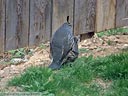 California Quail