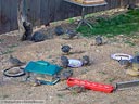 California Quail and Mourning Dove