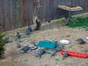 California Quail and Mourning Dove