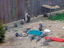 California Quail and Mourning Dove