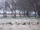 Canadian Geese