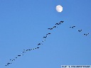 Canadian Geese