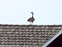 Canadian Geese