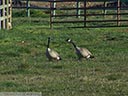 Canadian Geese