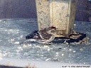 Common Redpoll