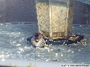 Common Redpoll