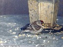Common Redpoll