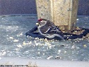 Common Redpoll