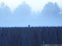 Dark-Eyed Junco