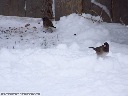 Dark-Eyed Junco