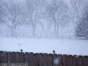 Dark-Eyed Junco