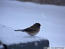 Dark-Eyed Junco