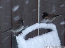 Dark-Eyed Junco