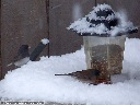 Dark-Eyed Junco