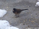 Dark-Eyed Junco