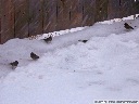 Dark-Eyed Junco