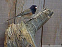 Dark-Eyed Junco