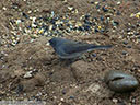 Dark-Eyed Junco