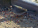 Dark-Eyed Junco