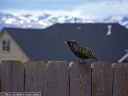 European Starling