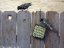 European Starling