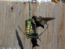 European Starling