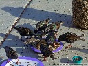 European Starling