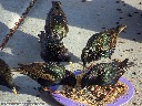 European Starling