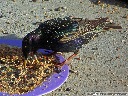 European Starling