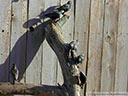 European Starling