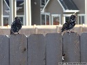 European Starling