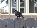 European Starling