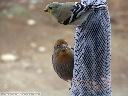 House Finch