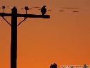 Hawk (Unidentified)