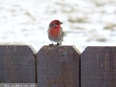 House Finch