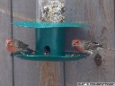 House Finch