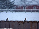 House Finch