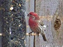 House Finch
