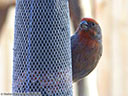 House Finch