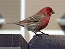 House Finch
