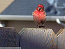 House Finch