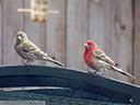 House Finch