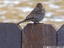 House Finch
