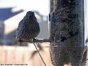 House Finch