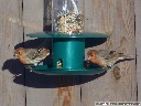 House Finch