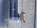 House Finch
